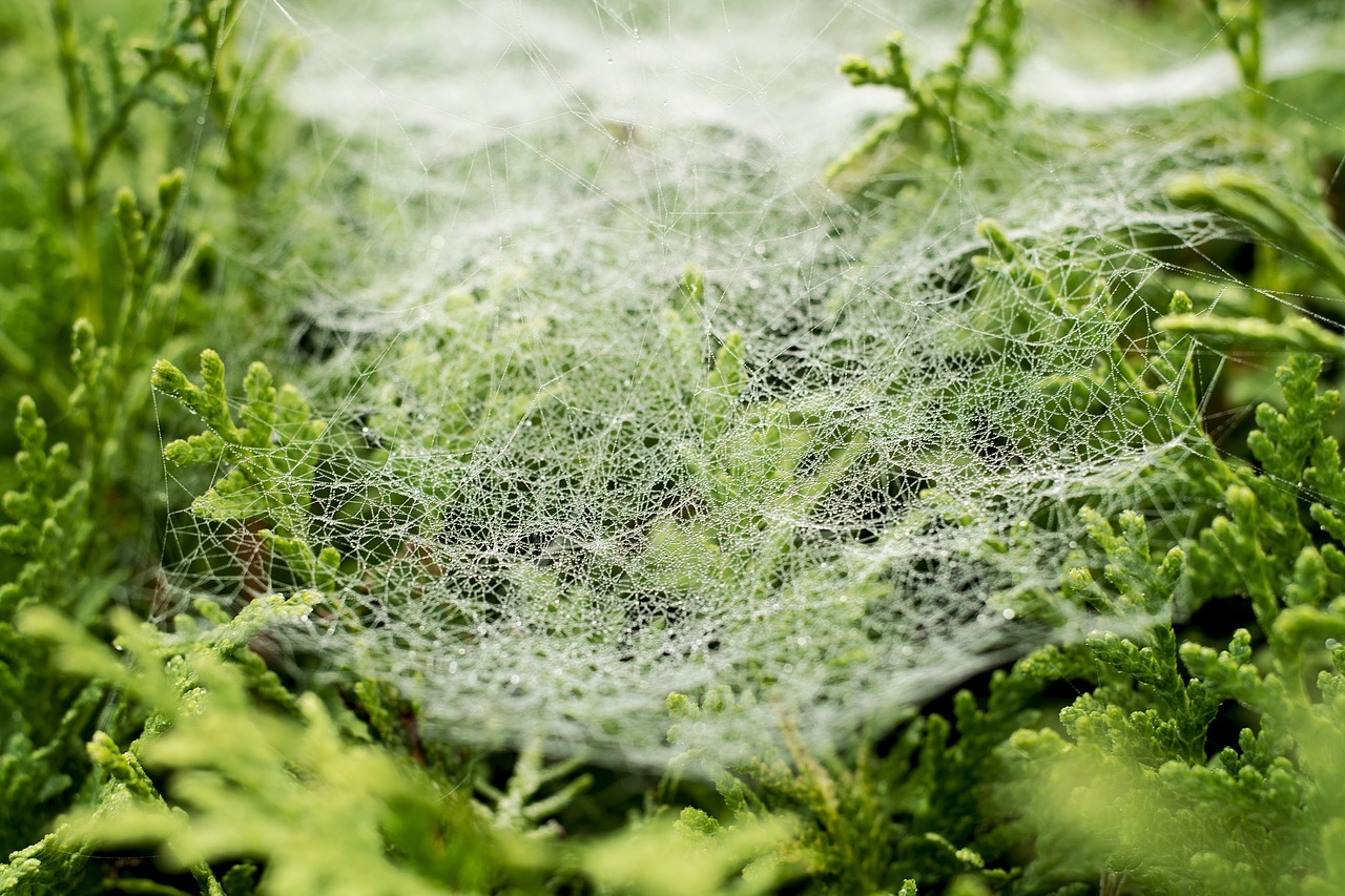 cobweb dew drip free photo