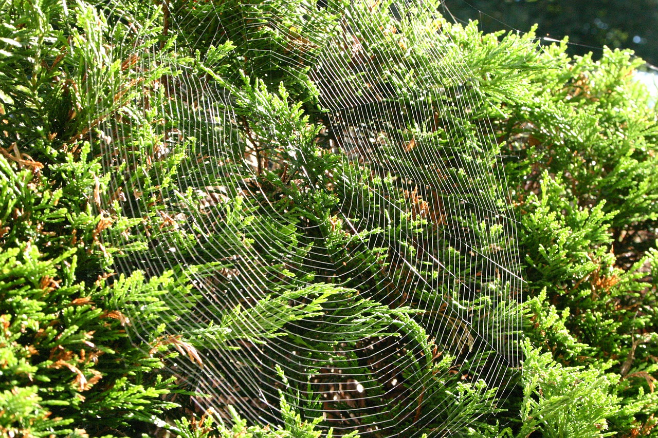 cobweb network nature free photo