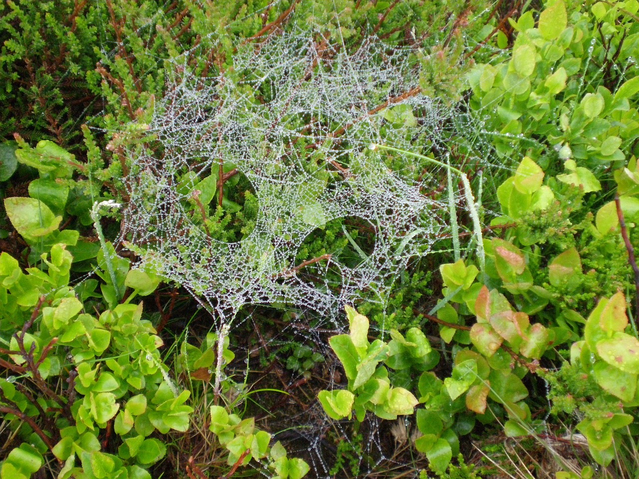 cobweb dew spider webs free photo