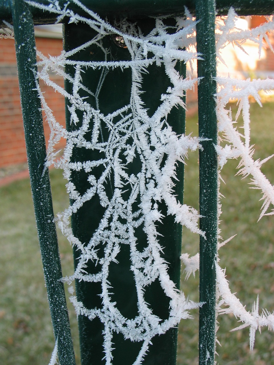 cobweb frost winter free photo