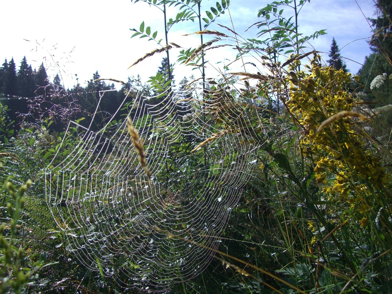cobweb orb web spider free photo