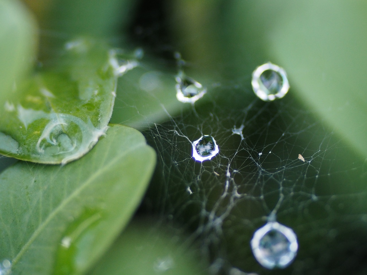 cobweb dewdrop network free photo