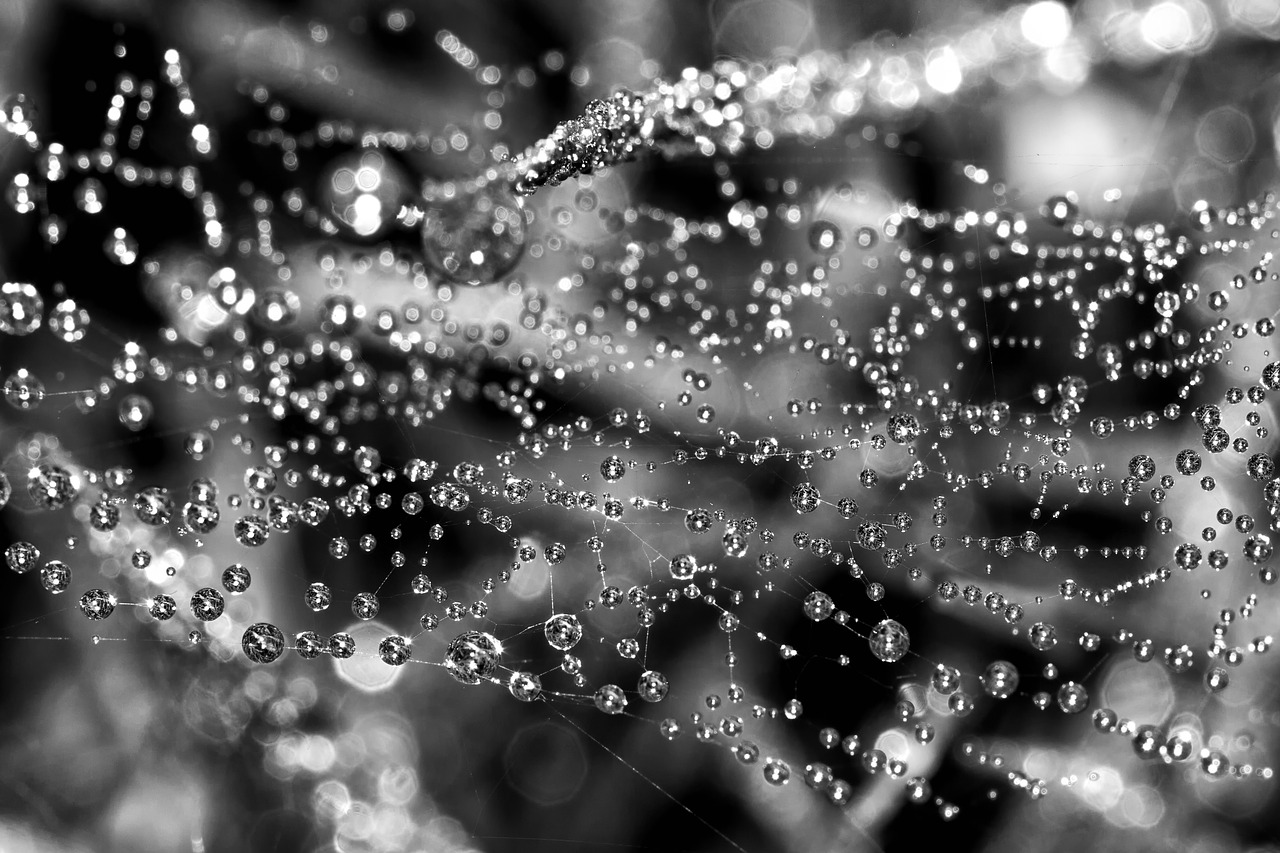 cobweb dew nature free photo