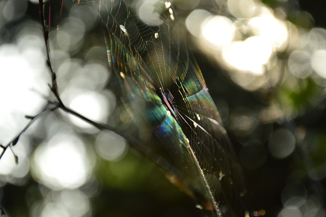 cobweb the rays sun free photo