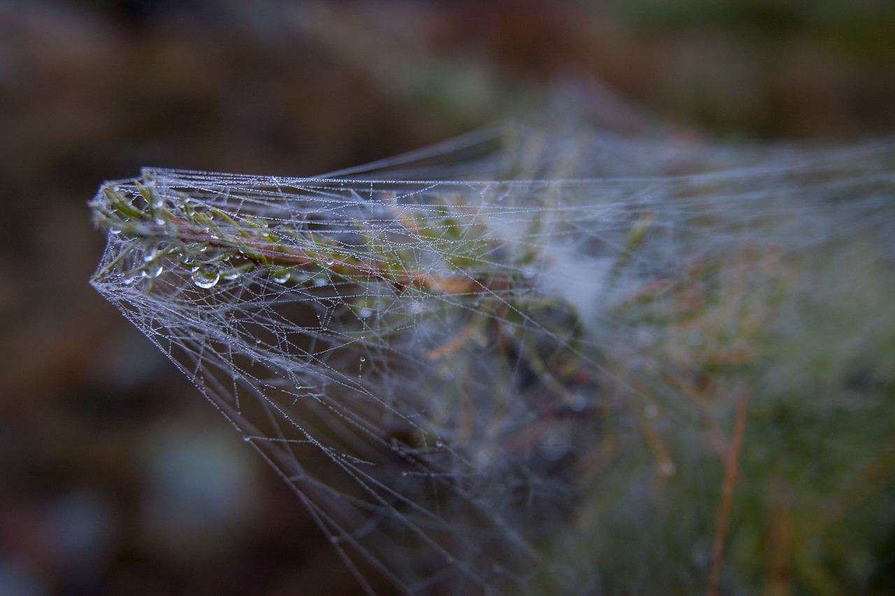 cobweb spider network free photo