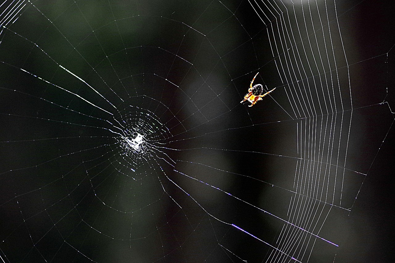 cobweb spider araneus free photo