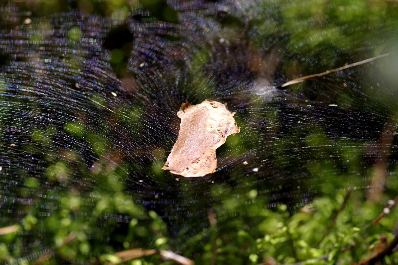 cobweb the grid snap free photo