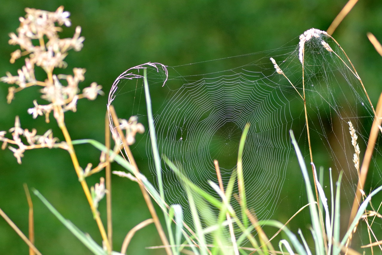 cobweb grass spider free photo