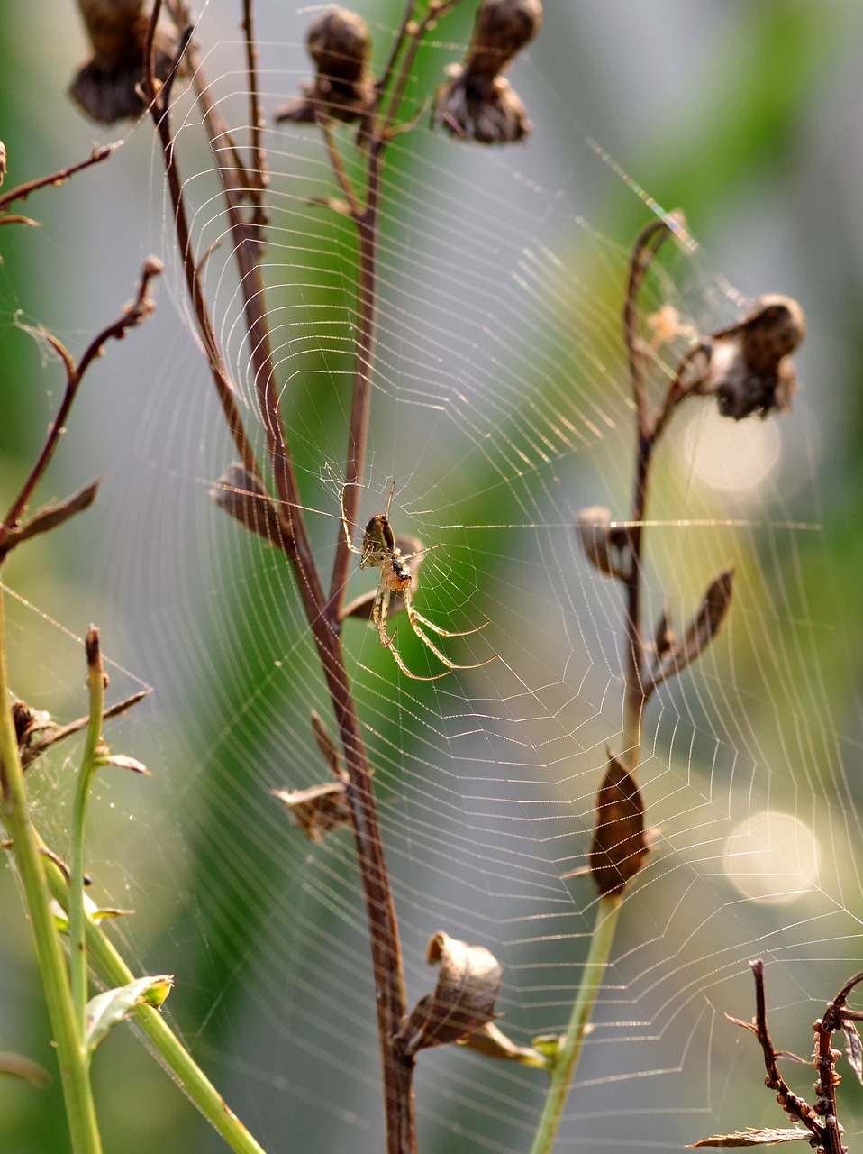 cobweb grass spider free photo