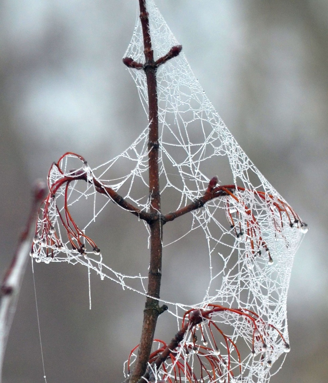 cobweb frost cold free photo