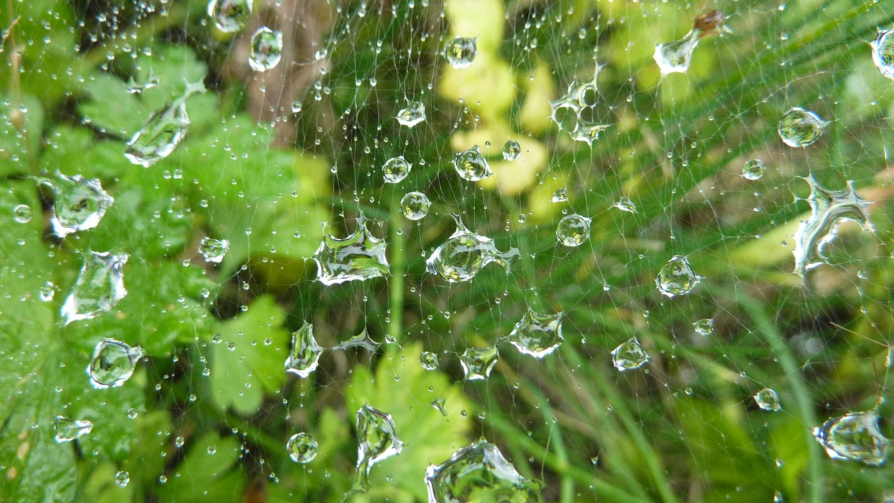 cobweb green rain free photo