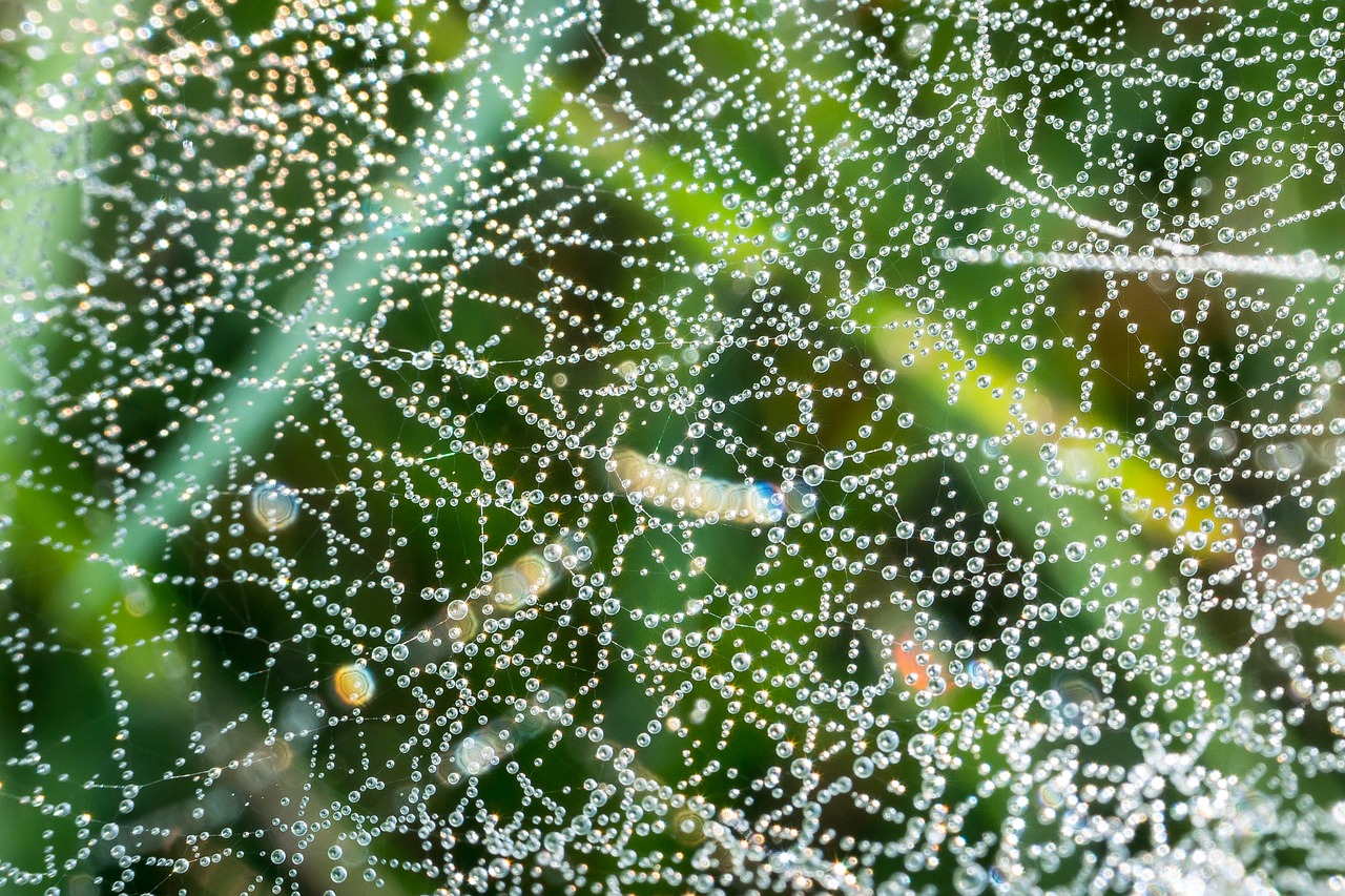 cobweb drip dew free photo
