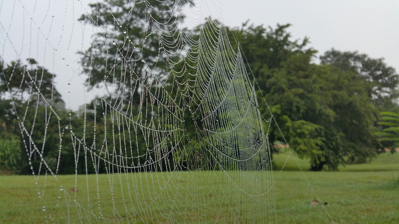 cobweb waterdrops spider web free photo