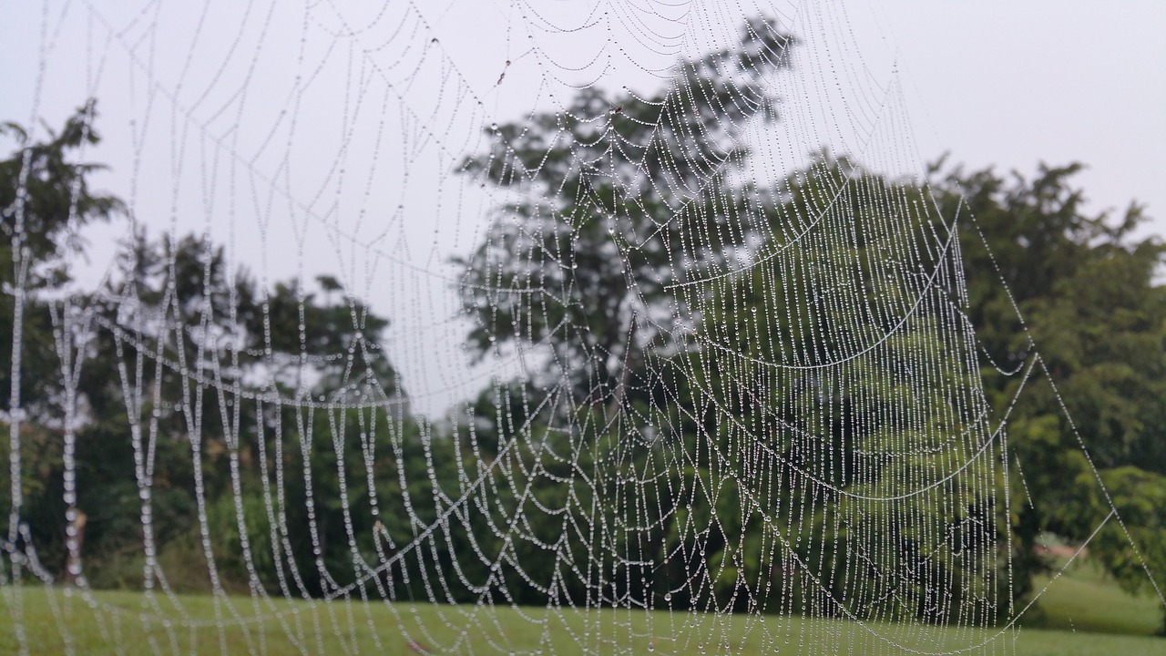 cobweb web drops free photo