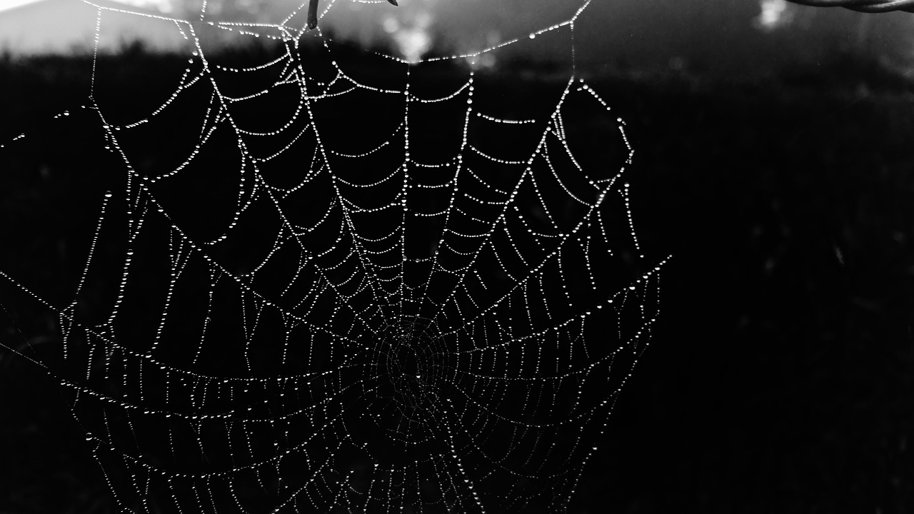 cobweb web black free photo