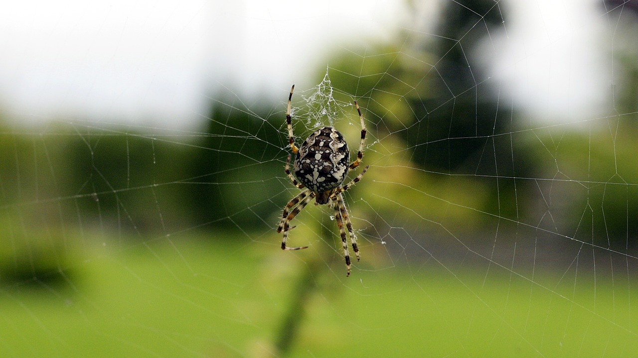 cobweb garden spider spider free photo