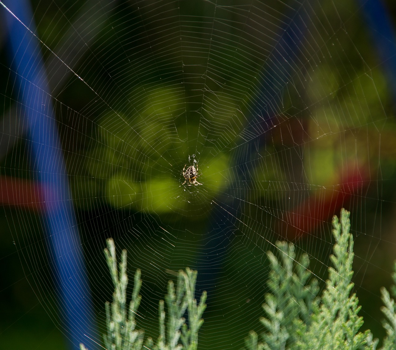 cobweb spider insect free photo