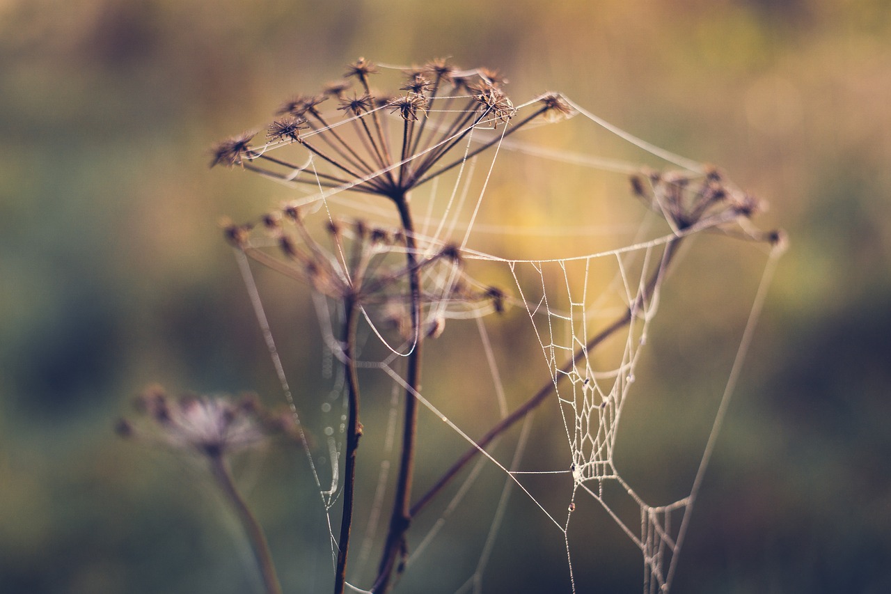 cobweb spider's web dry plants free photo