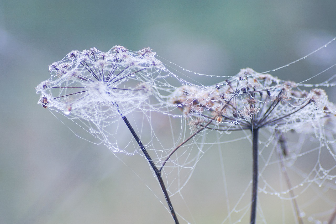 cobweb spider's web drops free photo