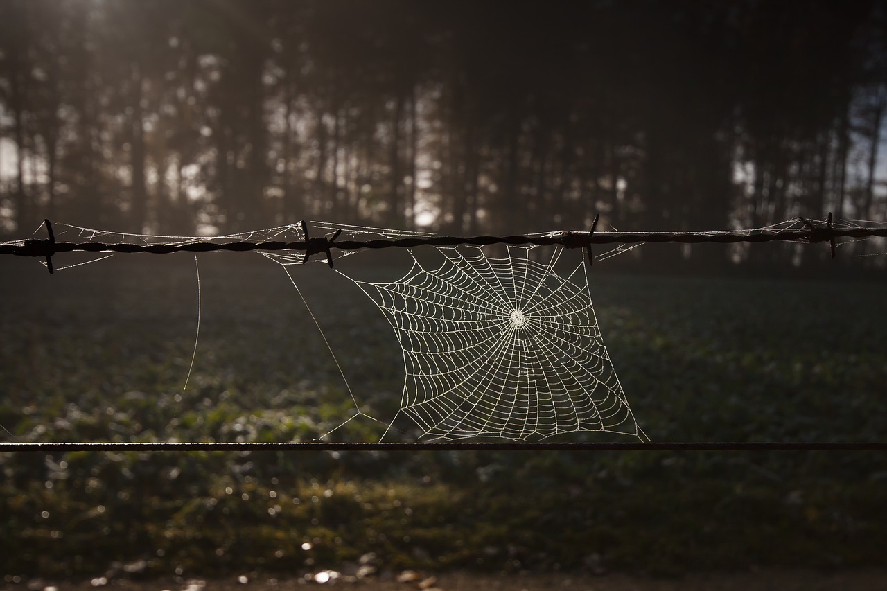 cobweb barbed wire autumn mood free photo