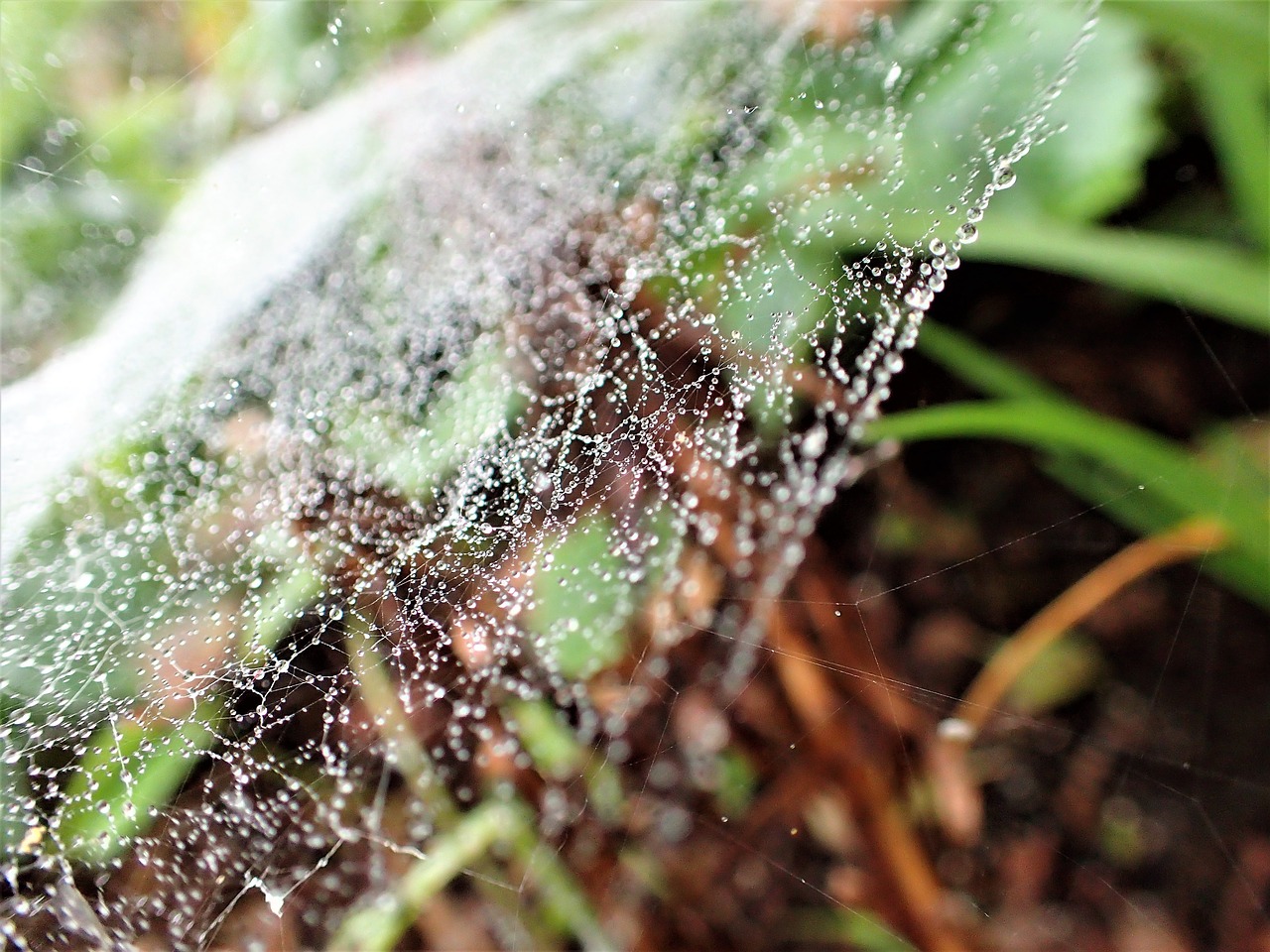 cobweb dew drops garden free photo