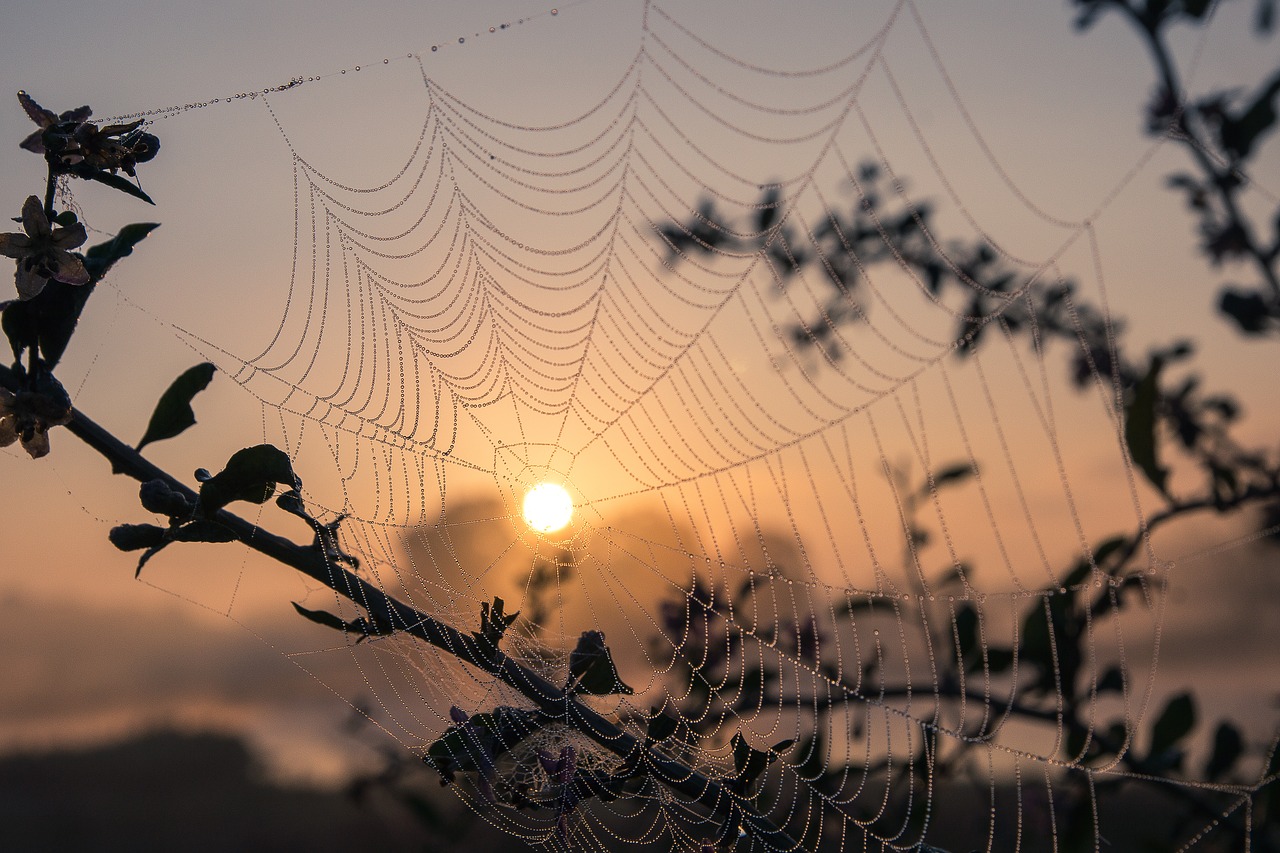 cobweb sun cobwebs free photo