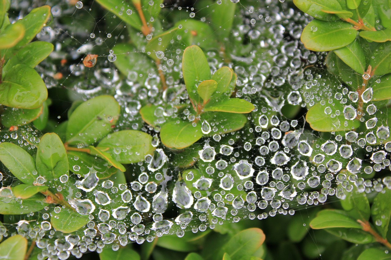 cobweb green leaves free photo