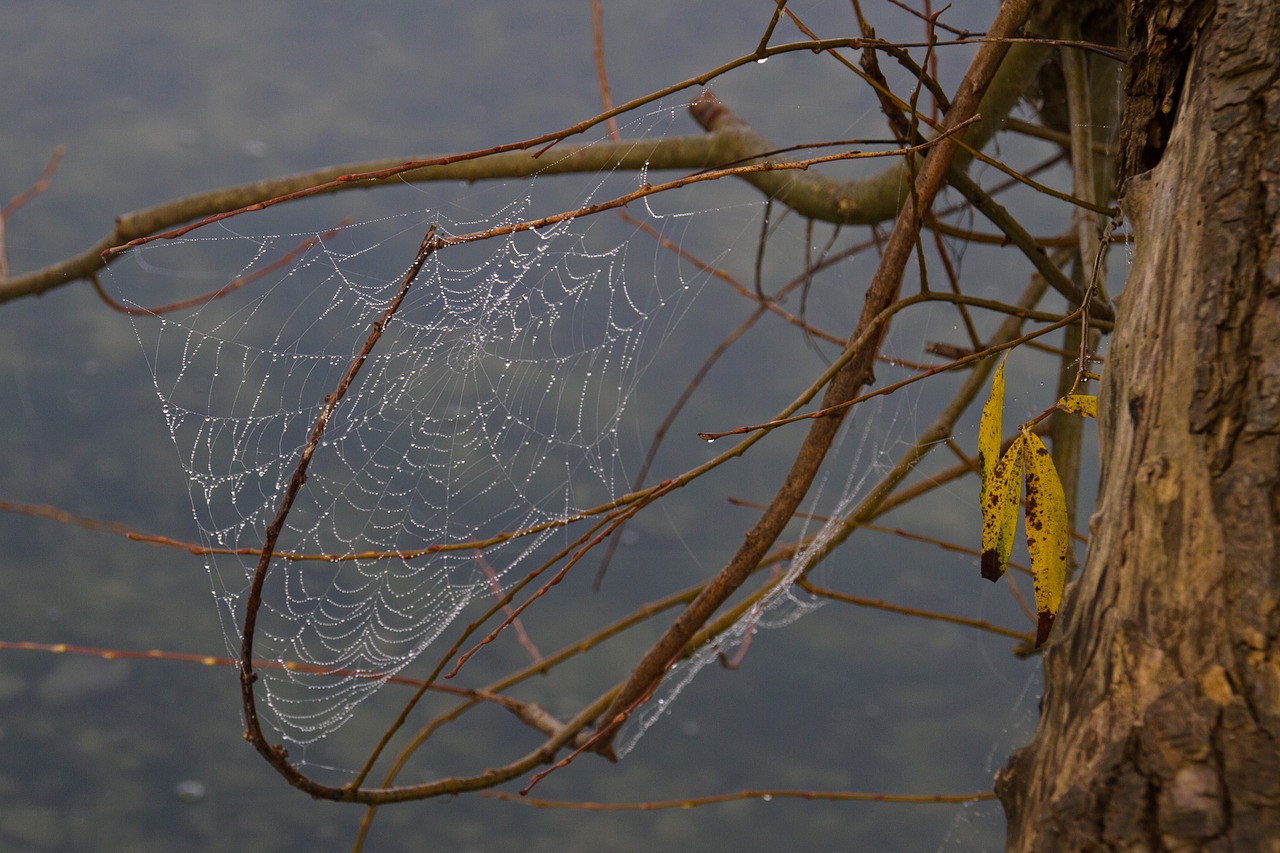 cobweb network autumn free photo