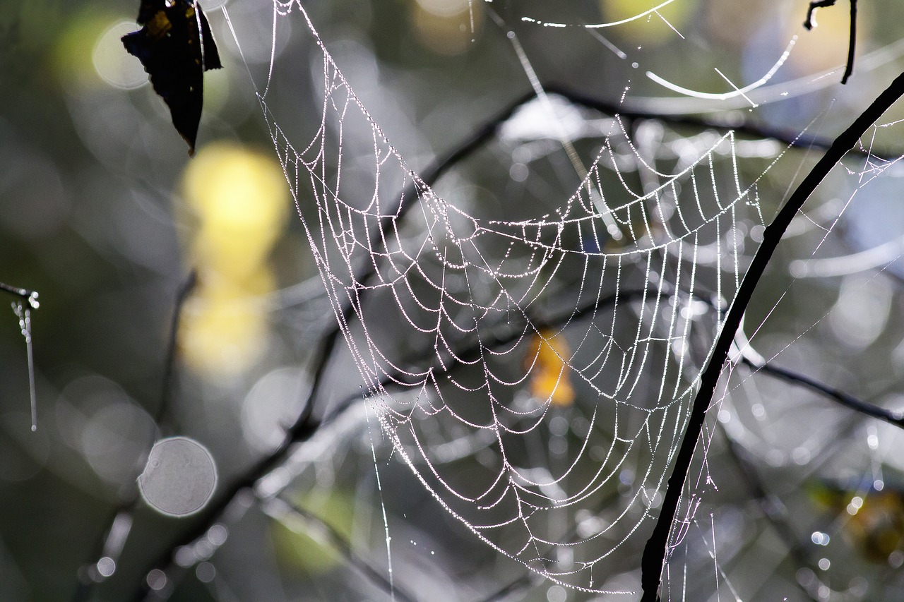 cobweb forest autumn free photo