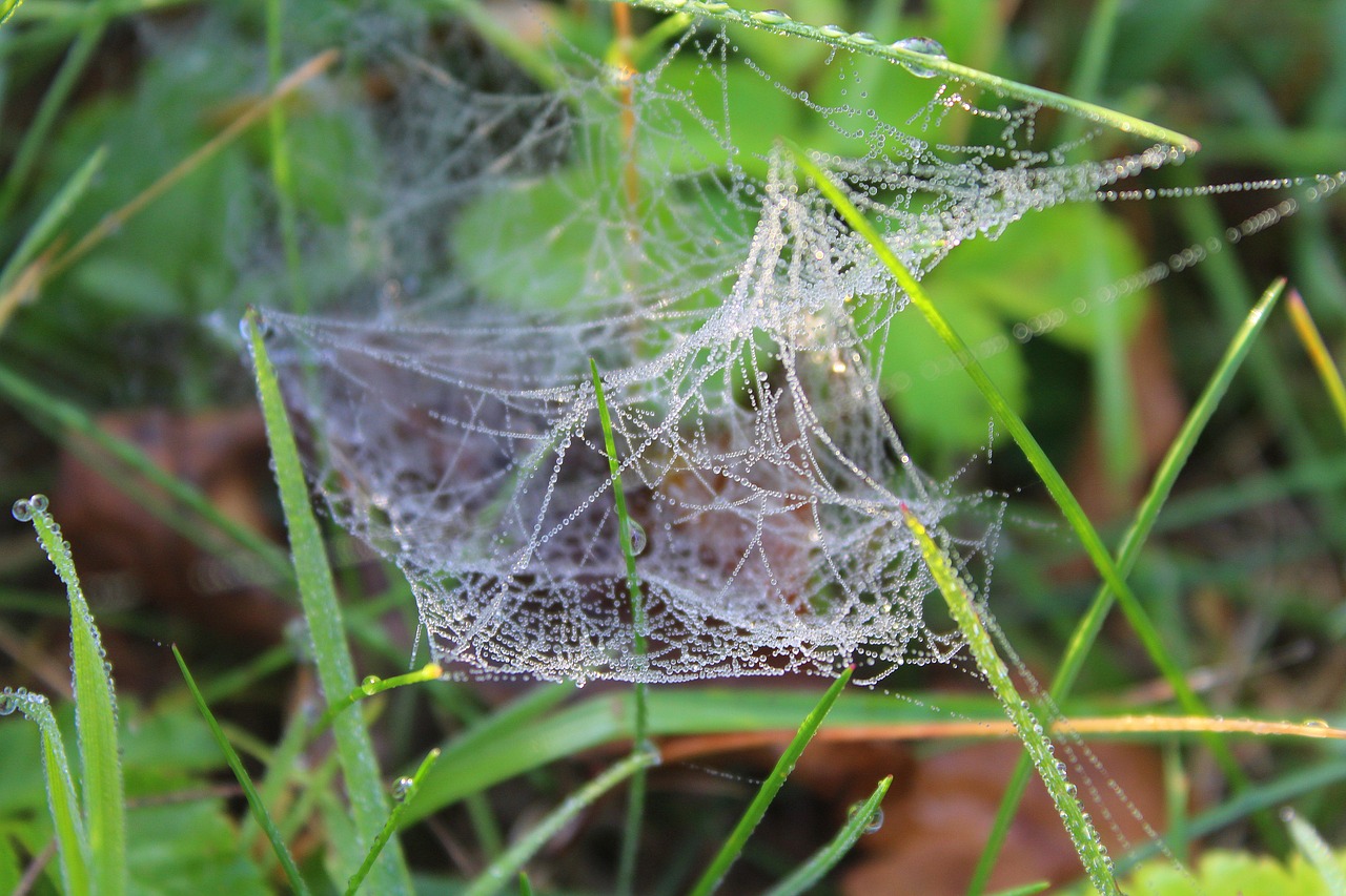 cobweb rosa morning free photo