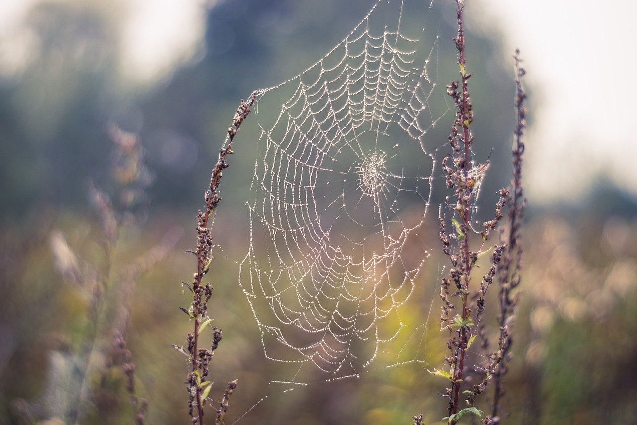 cobweb spider's web dry plants free photo