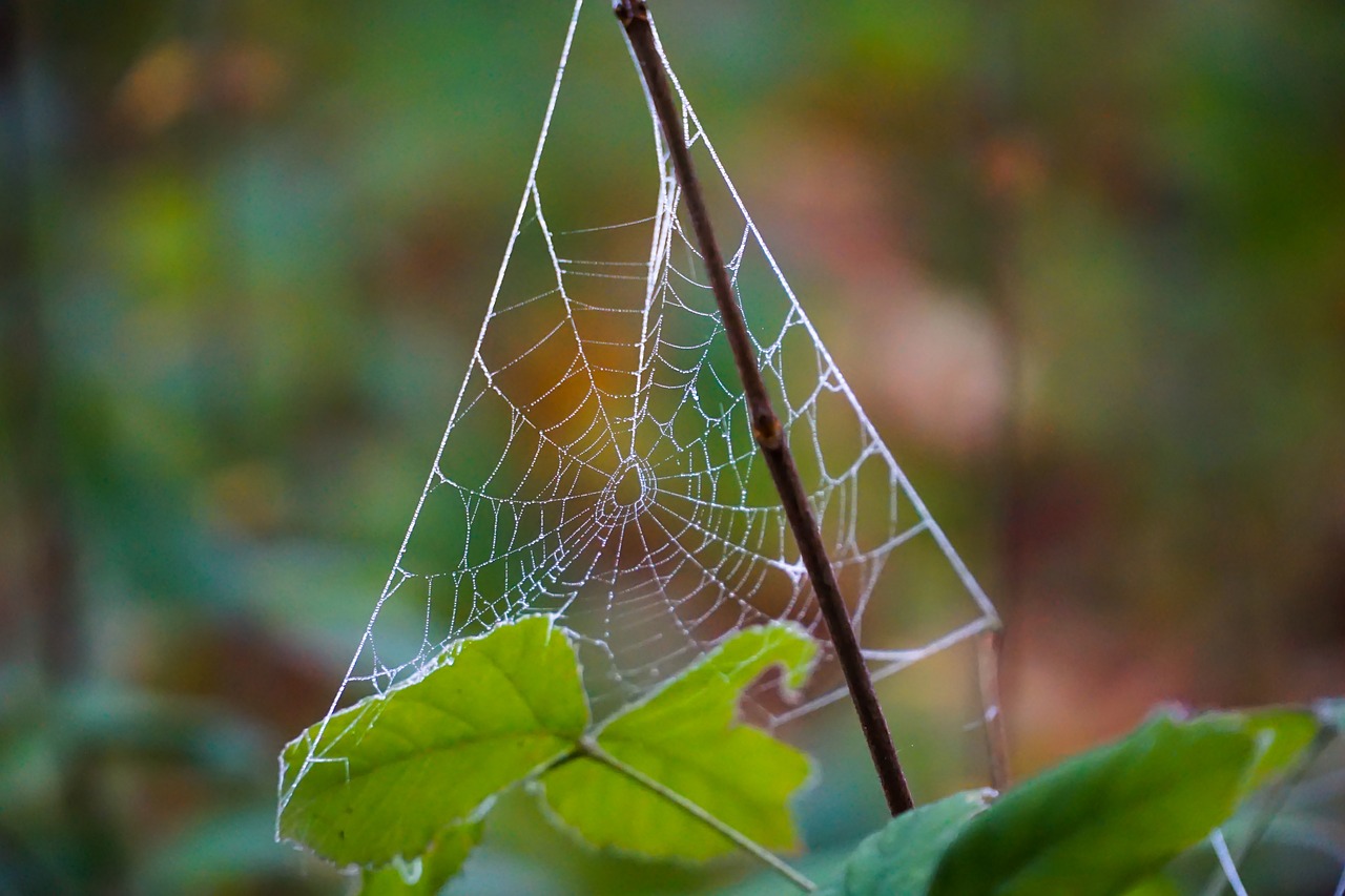 cobweb dew autumn free photo