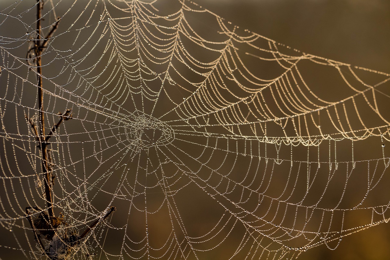 cobweb  rosa  drops free photo