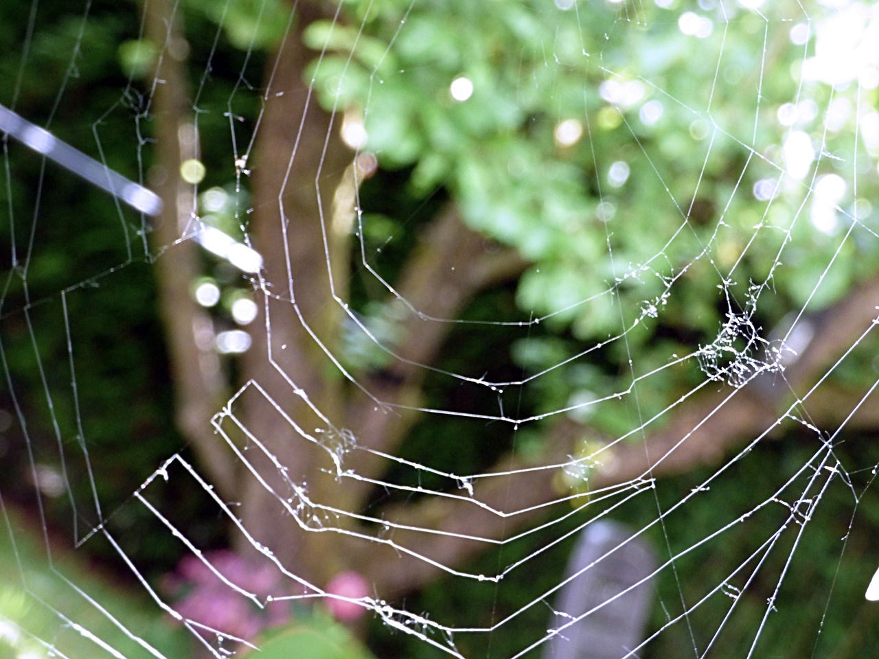 cobweb  web  nature free photo