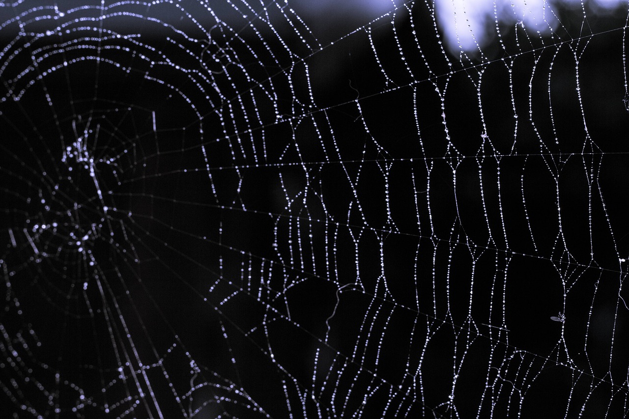 cobweb  spider  nature free photo