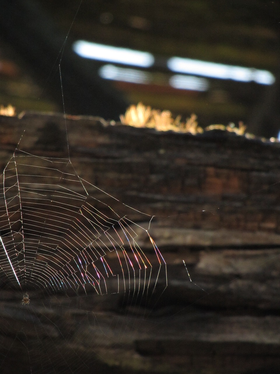 cobweb  barn  sun free photo