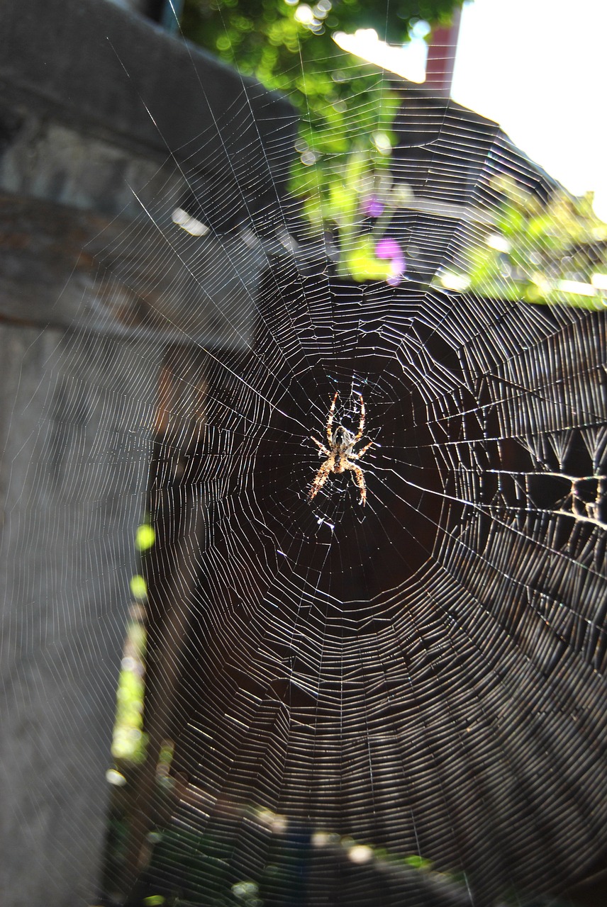 cobweb  spider  arachnid free photo
