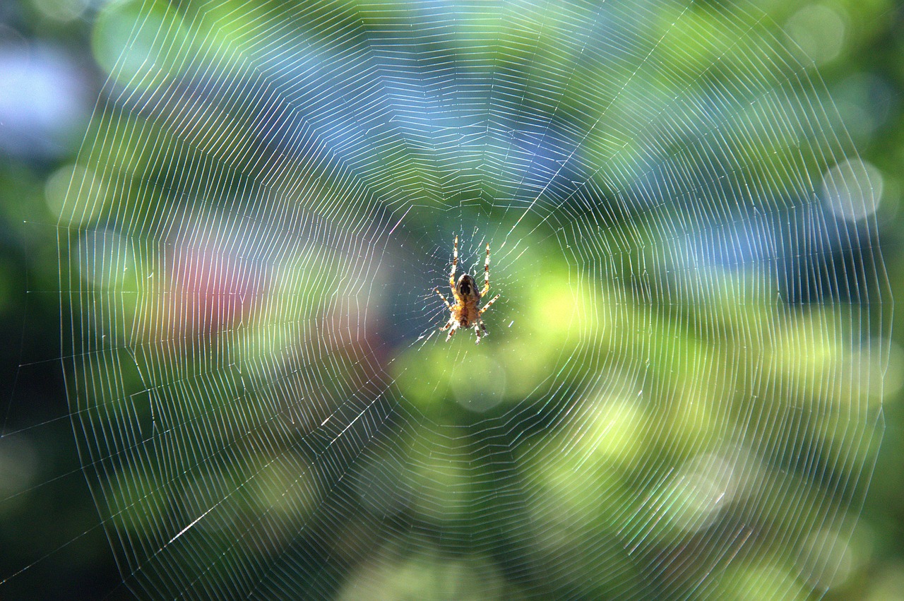 cobweb  spider  insect free photo