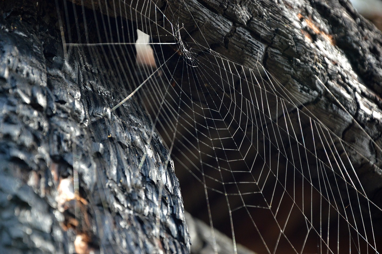 cobweb  brand  barn free photo