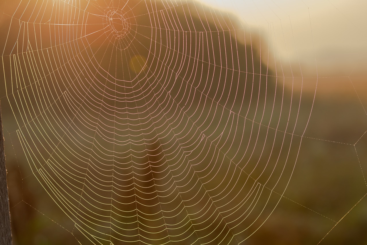 cobweb  backlighting  web free photo