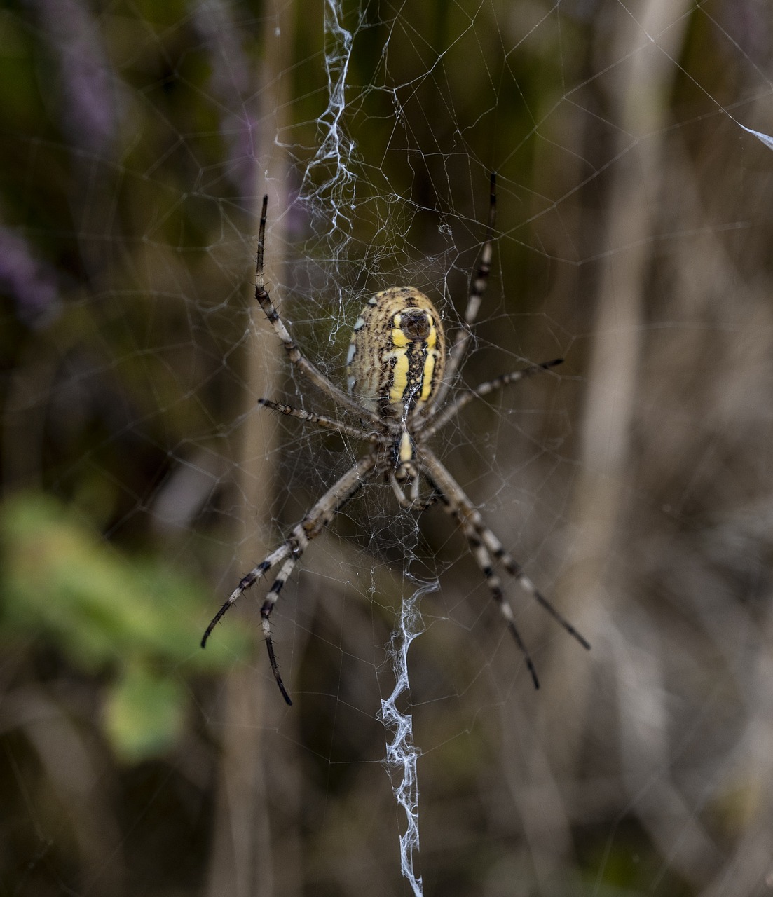 cobweb  spider  insect free photo