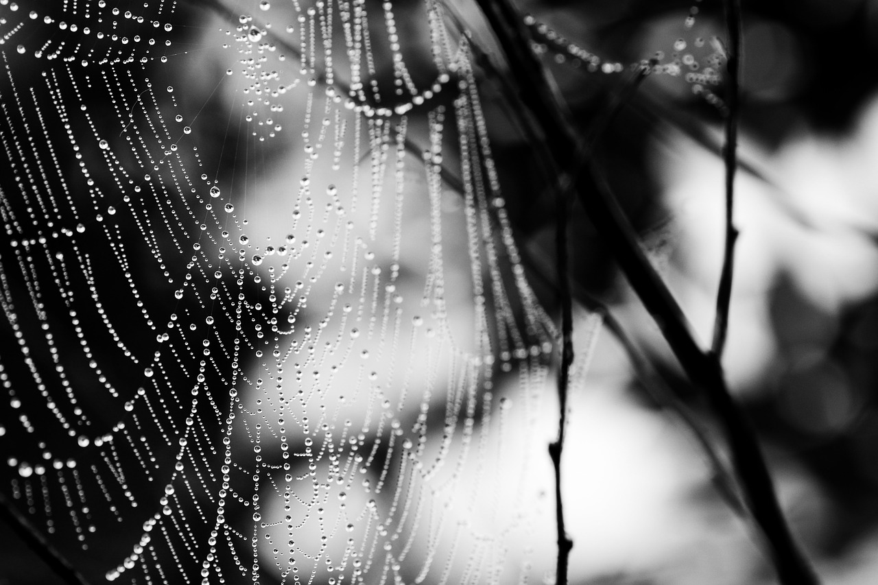 cobweb  spider web  nature free photo