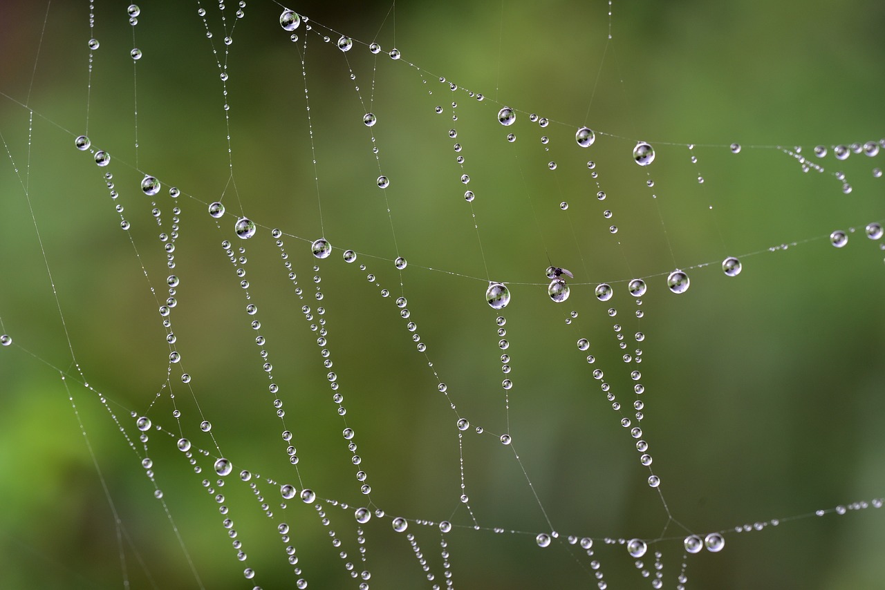cobweb  drip  dew free photo