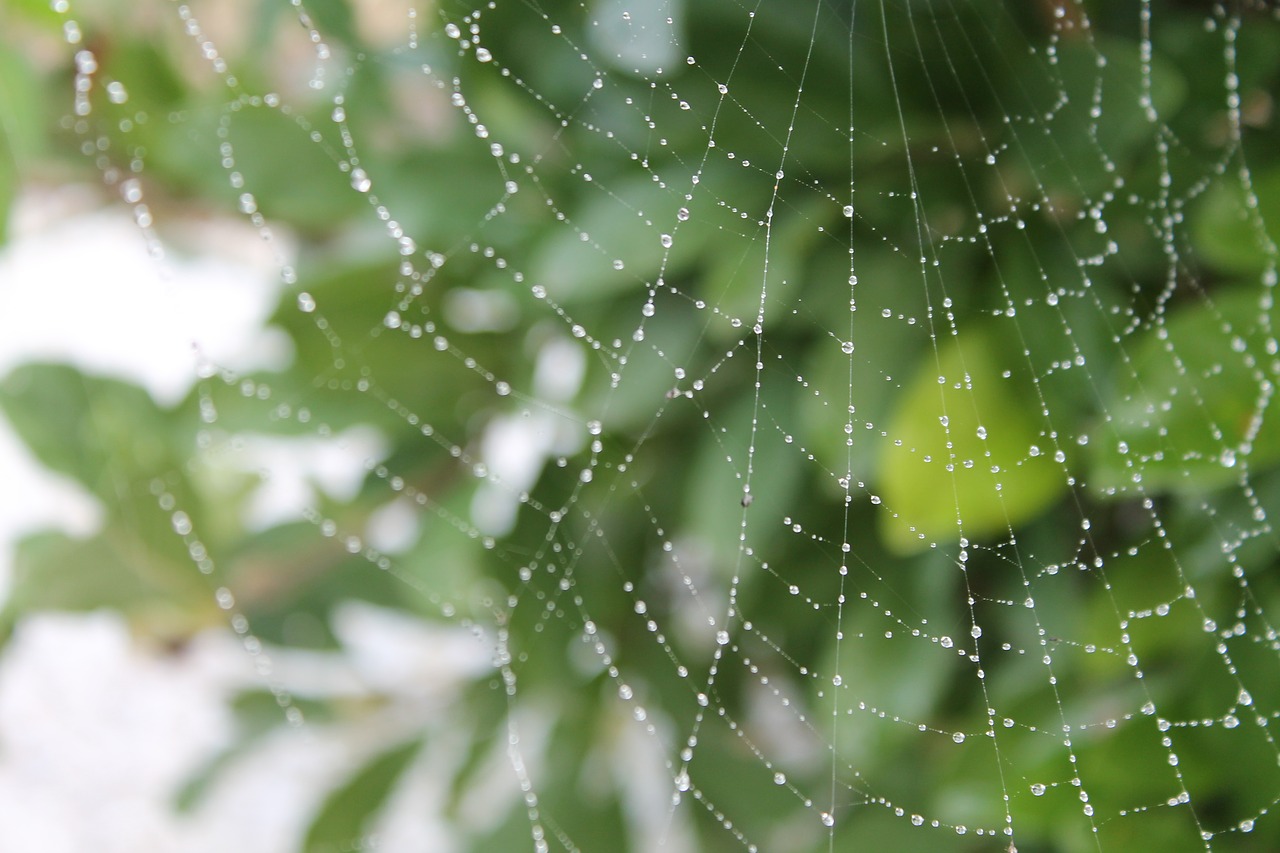 cobweb  dew  autumn free photo