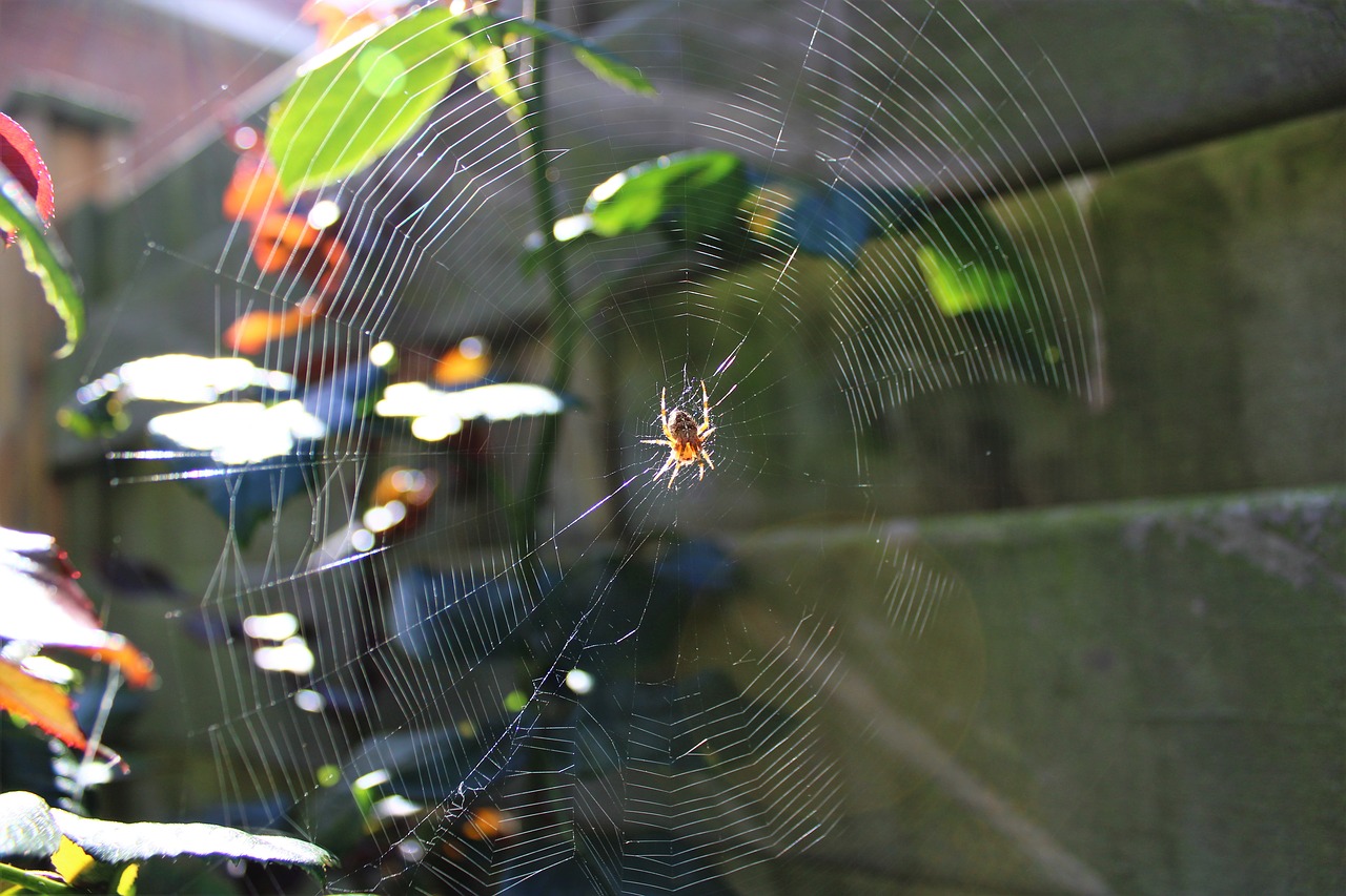 cobweb  spider web  wet free photo