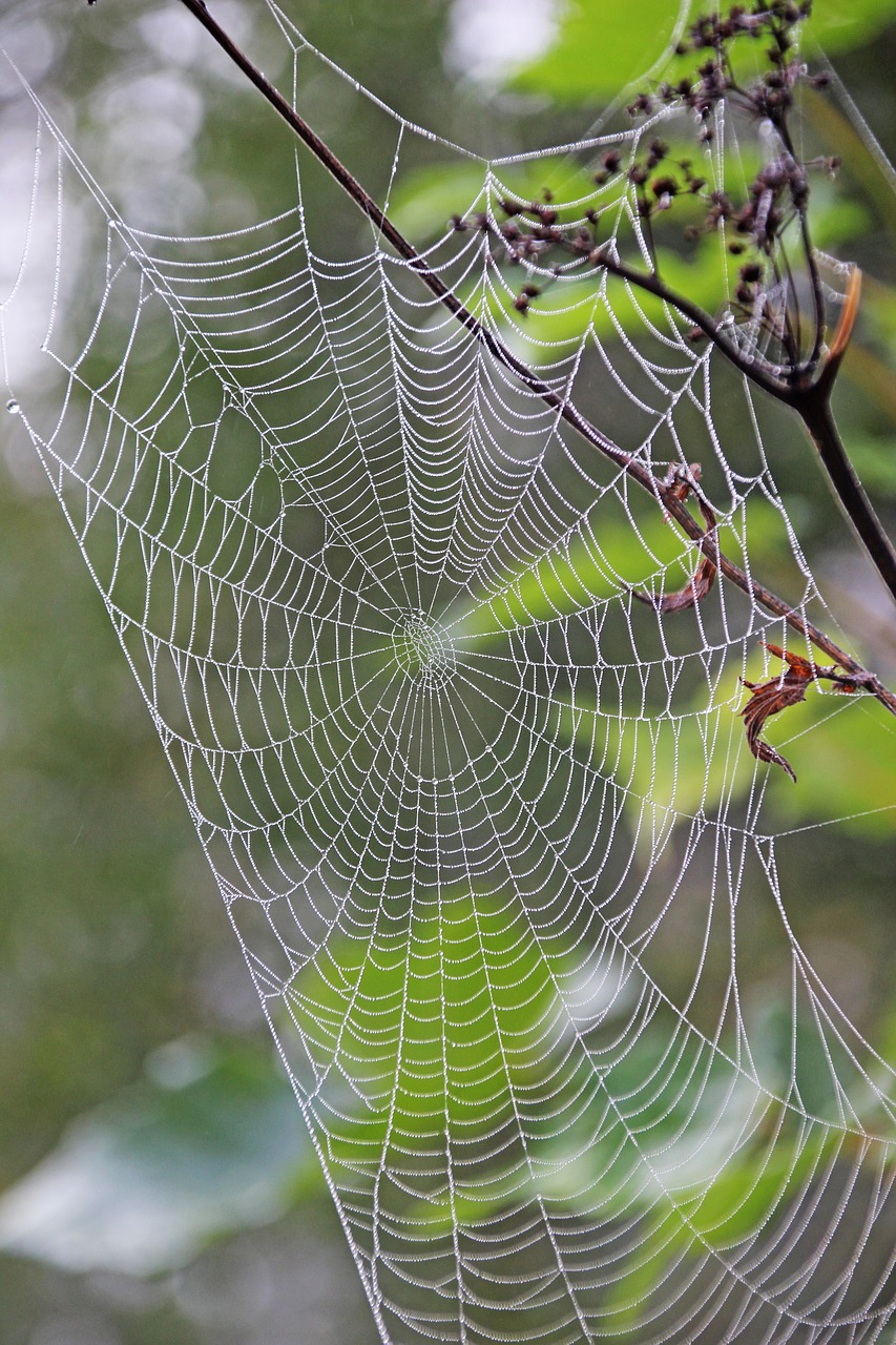 cobweb  morgentau  dew free photo