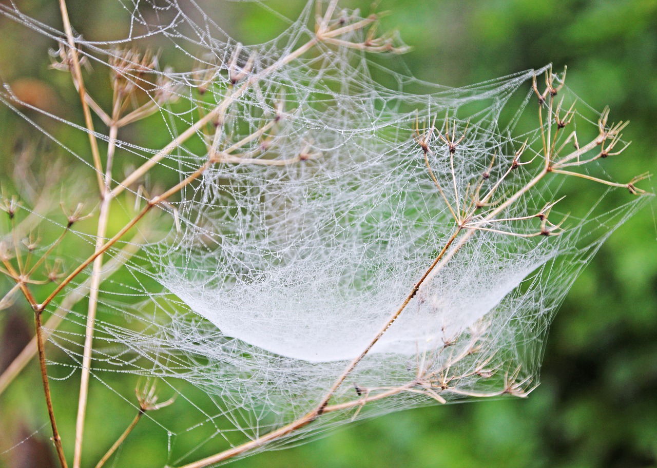 cobweb  morgentau  dew free photo