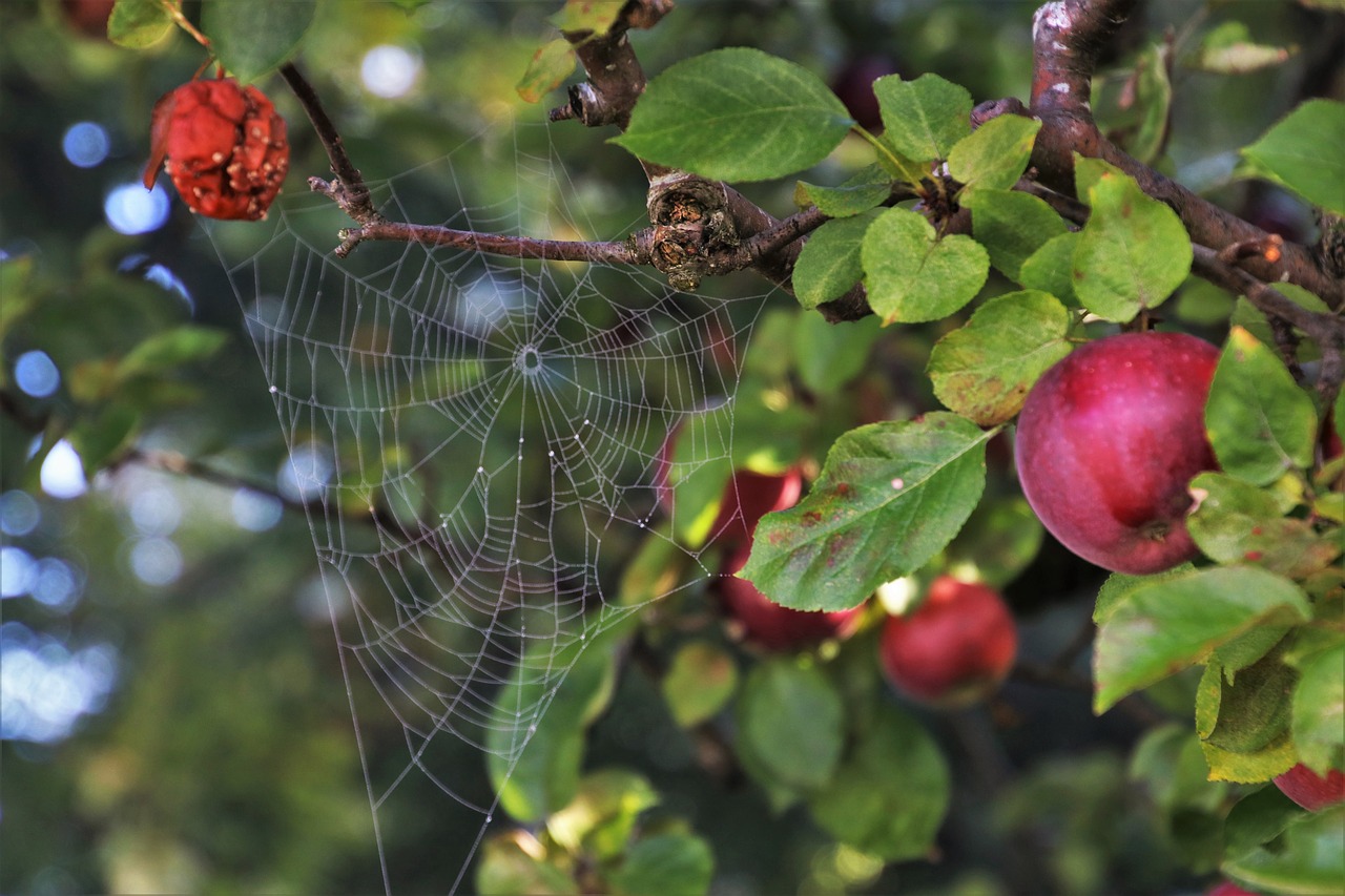 cobweb  apple  misty free photo