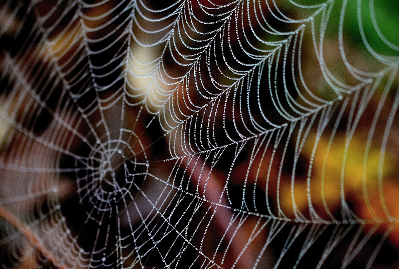 cobweb  dewdrop  web free photo