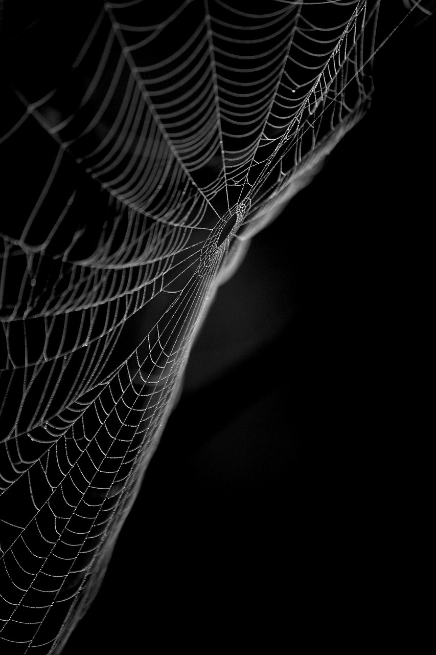 cobweb  spider webs  branch free photo